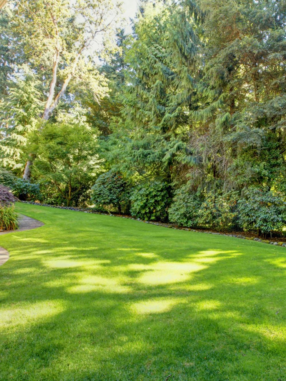 Ultra-Premium Shady Lawn Mix